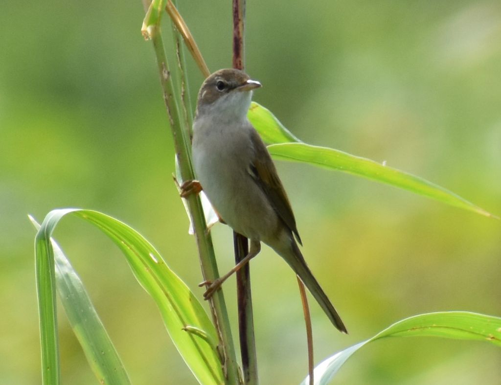 Sterpazzola (Sylvia communis)